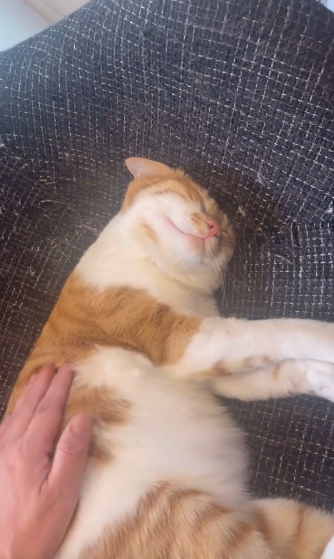 背中を撫でられる猫