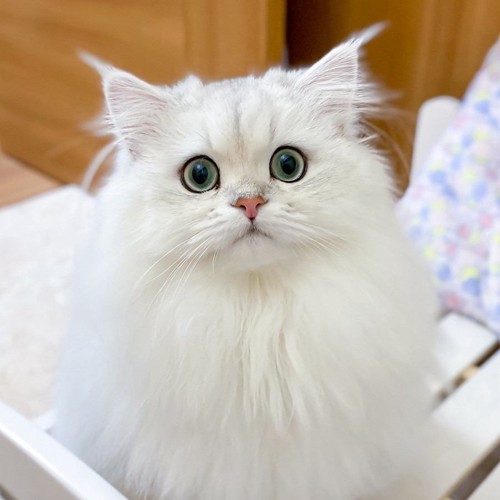 室内にいる猫