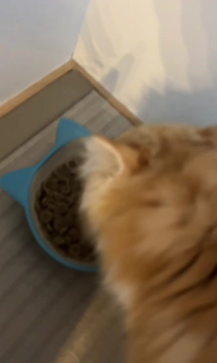 ごはんを食べる子猫