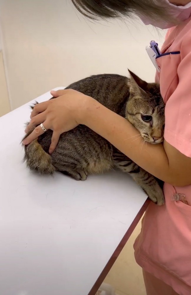 怖がる猫