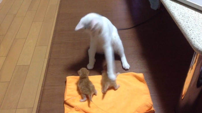 子猫にタッチする猫