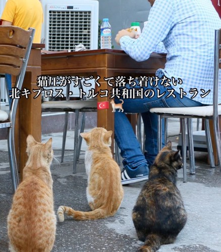 食事する人々を眺める猫さんたち