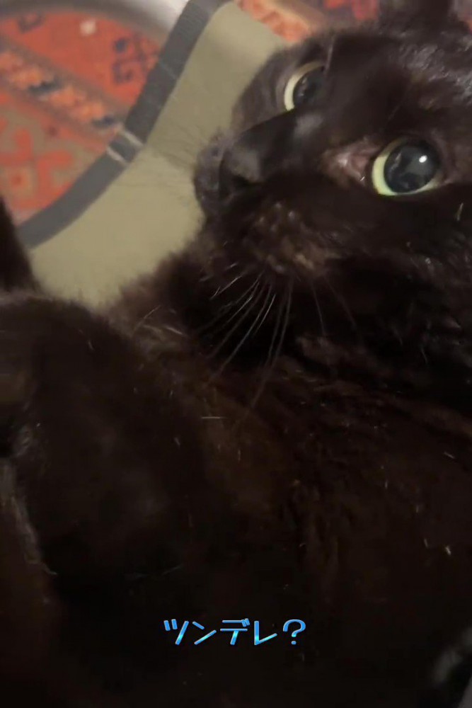 猫の横顔