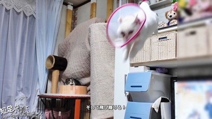 飛び降りる猫