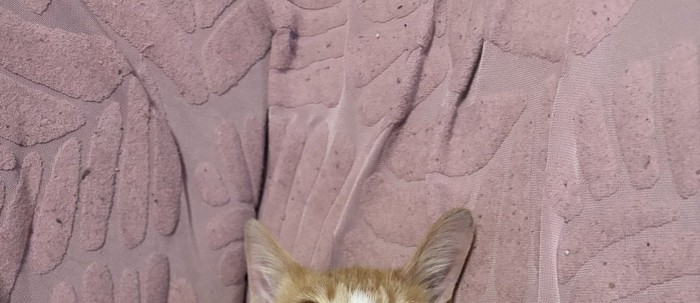 猫の頭