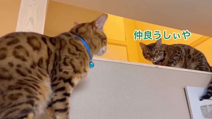 向かい合う2匹の猫