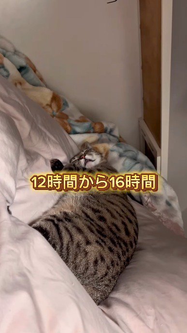 布団の上でぐっすり眠る猫