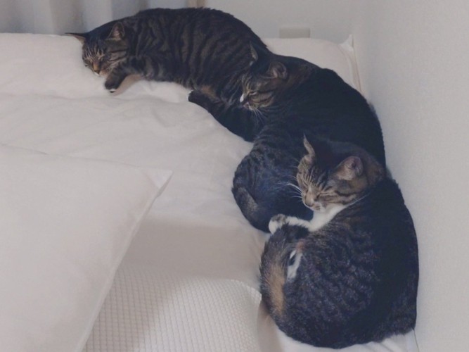 壁づたいに前にいる猫のお尻に頭を乗せて繋がっている3匹の猫