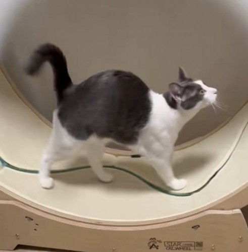 キャットホイールの上を歩く猫