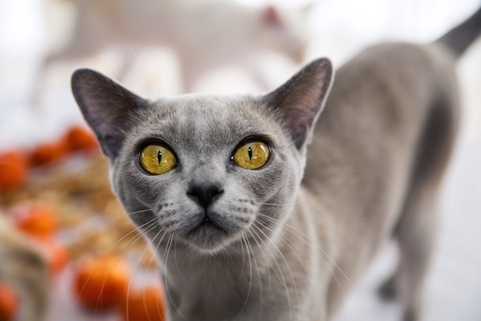 じっと見つめるグレーの猫