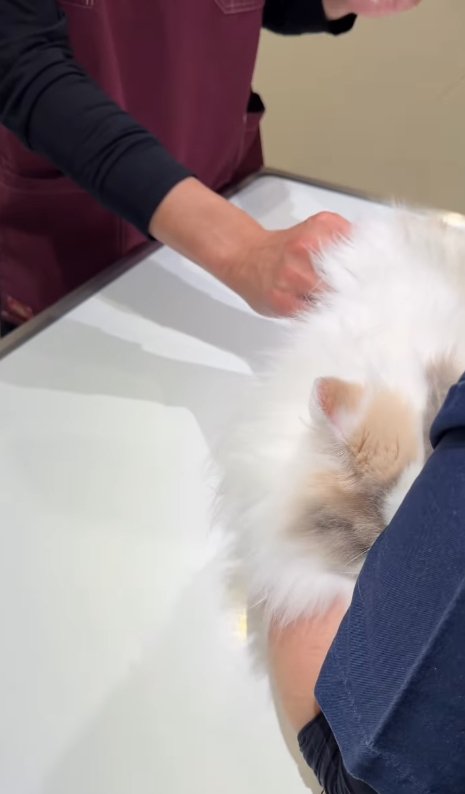 獣医師に右手で触られている顔を隠している猫(看護師の顔なし)