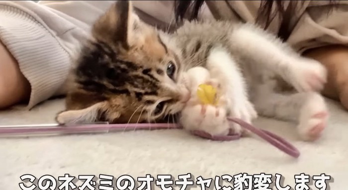 オモチャで遊ぶ猫