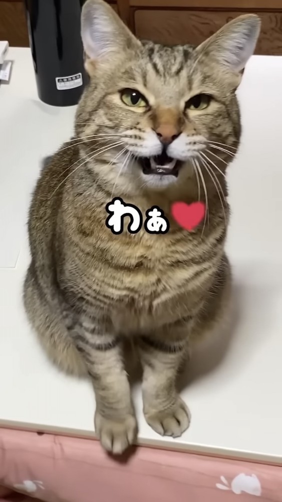 ママを見つめる猫