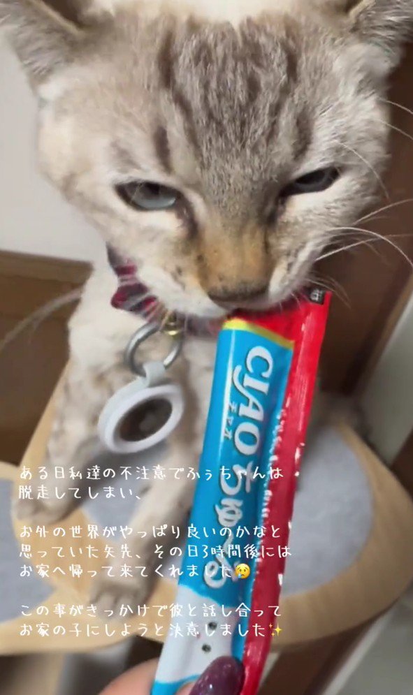 おやつを食べる猫
