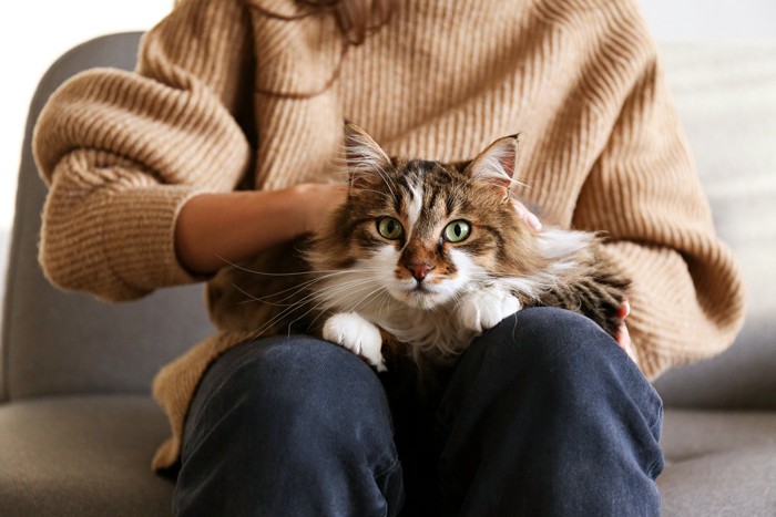 膝の上に座る猫