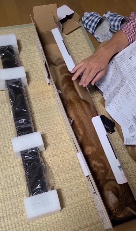 空き箱に入った猫