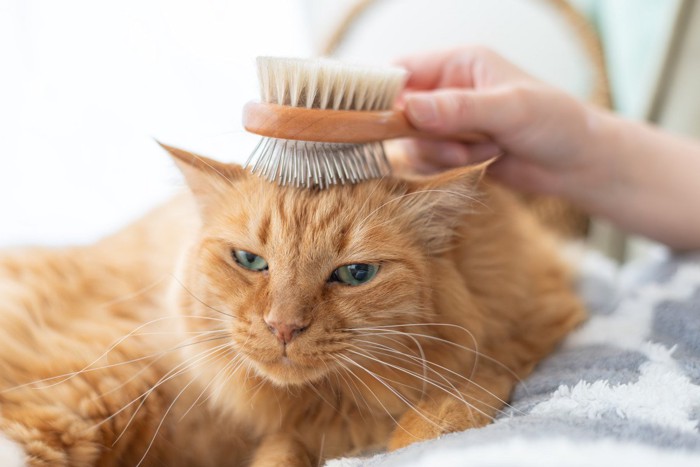ブラッシング中のラグドール