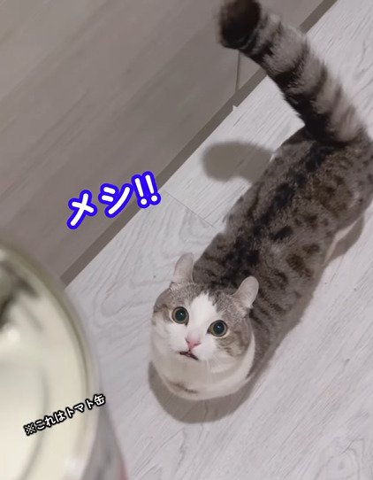 缶を見る猫