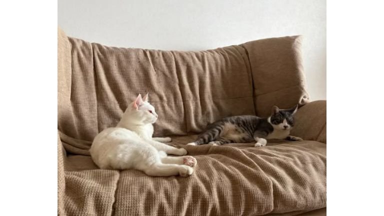 室内にいる猫
