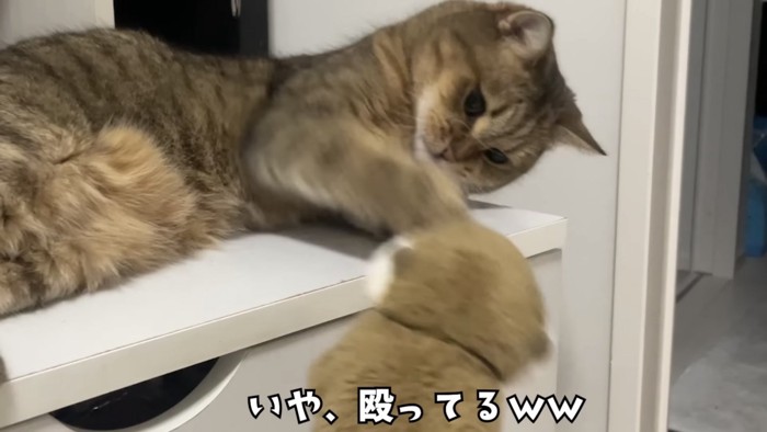 「いや、殴ってるｗｗ」のテロップ写真