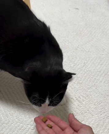においを嗅ぐ猫