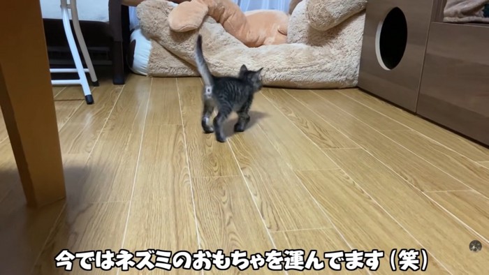 テロップ「今ではネズミの～」