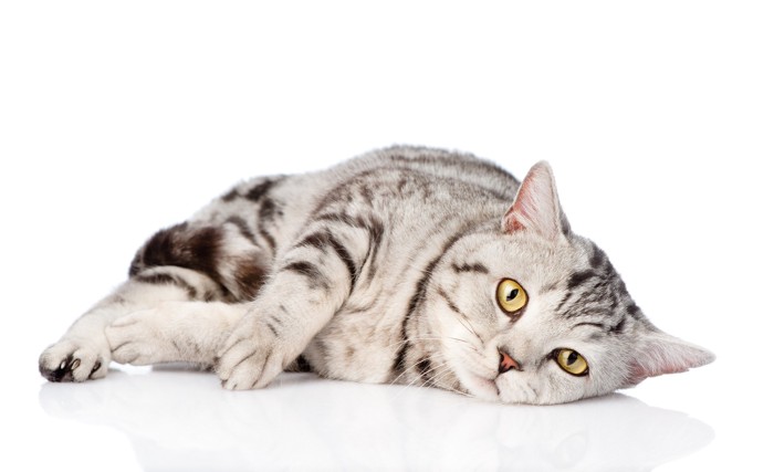 悲しげな表情で横になっている猫