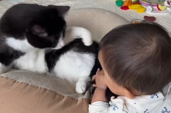 尻尾に口を近づける赤ちゃんに猫パンチをする猫