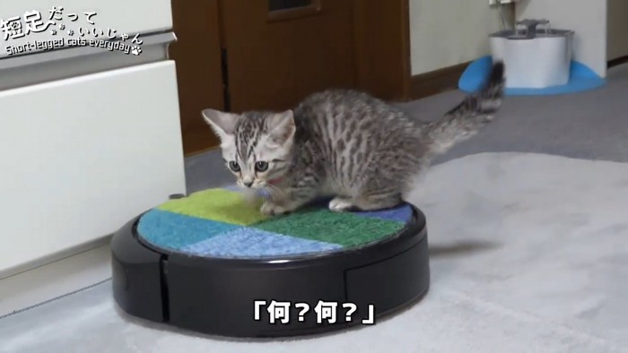 ロボット掃除機に乗る猫