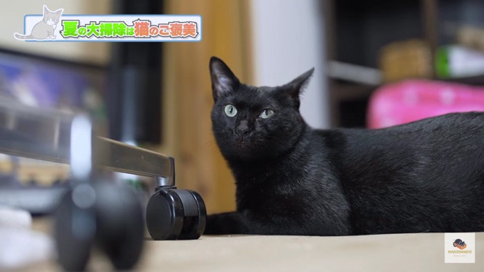 寝そべる黒猫