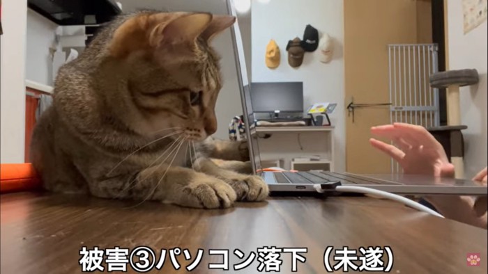 パソコンを落下させる猫