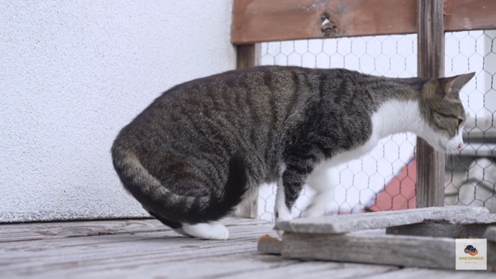 右下を覗き込むキジシロ