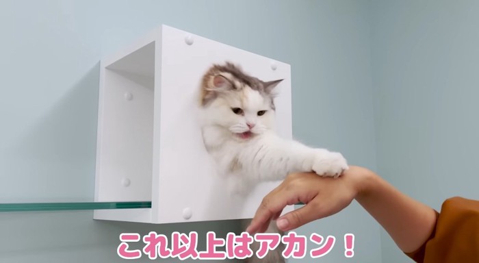 パンチする猫