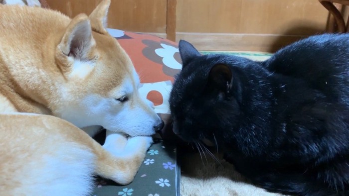 向き合うふたり(さらに身を低く)
