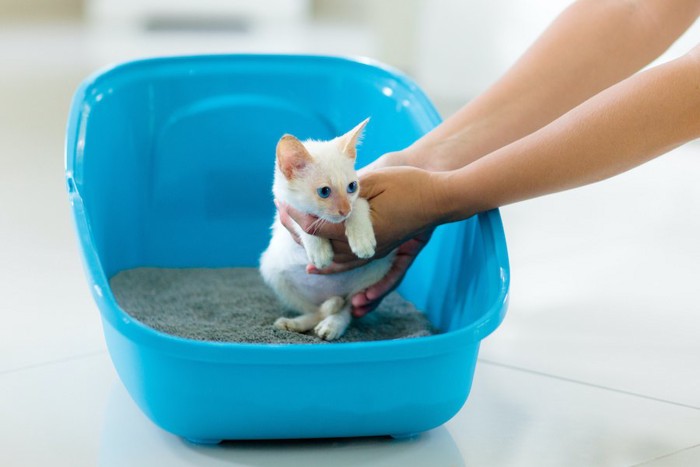 抱っこされてトイレに連れてこられた子猫