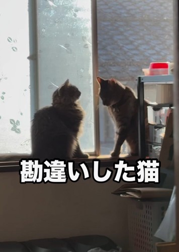 向かい合う2匹の猫