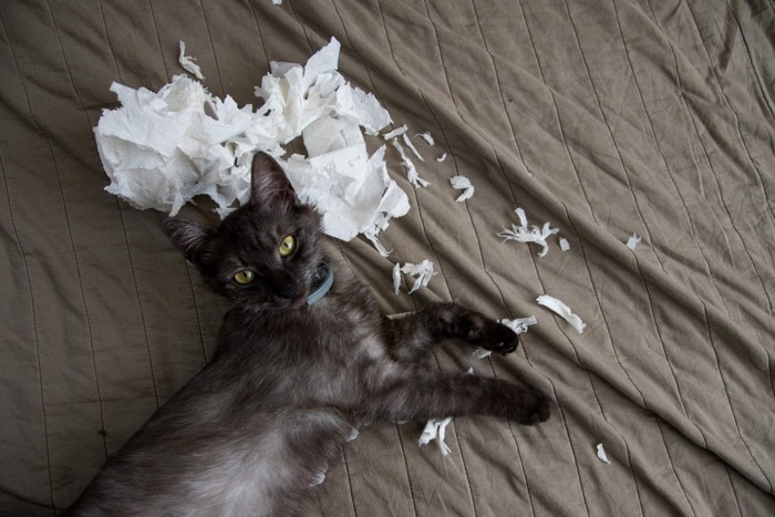 ティッシュを粉々にする猫