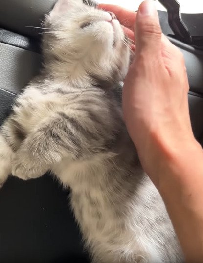 上を向く子猫