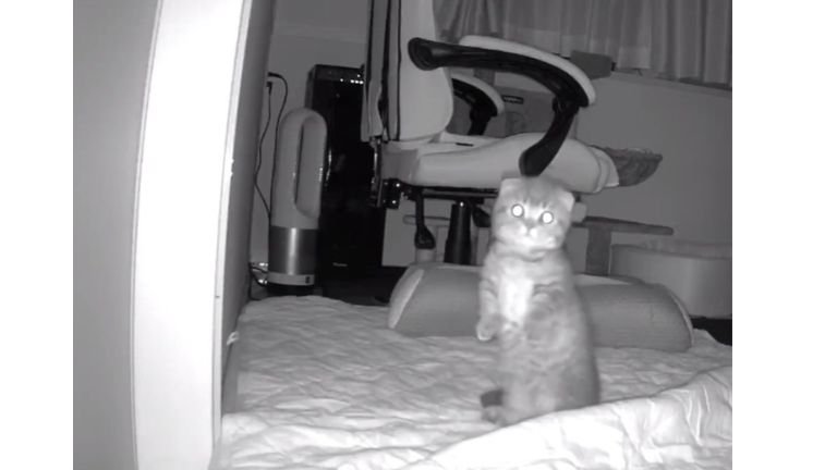 ペットカメラにうつる猫