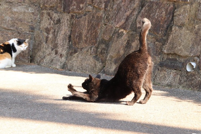 伸びをする猫