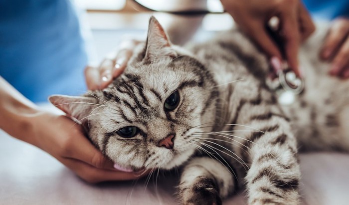 病院で診察を受けている猫