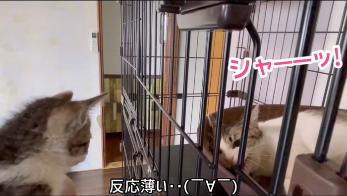 子猫を見て威嚇するブチ猫