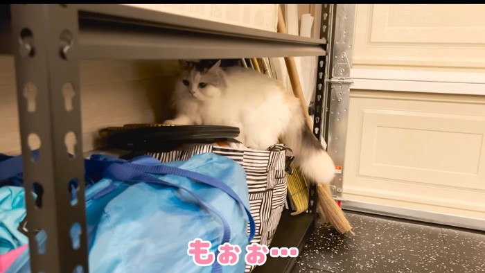 歩いている猫