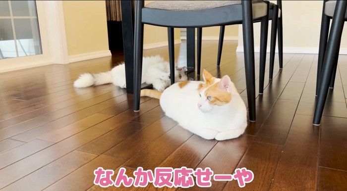 シッポを動かす猫