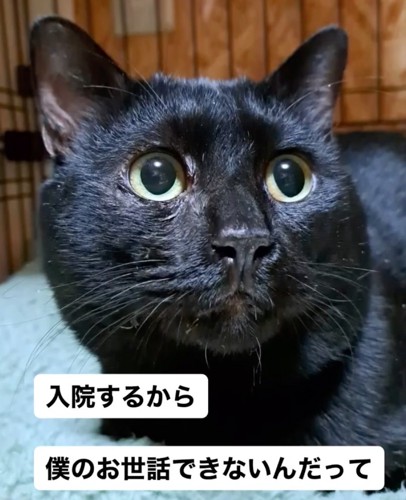 飼い主さんが入院することに