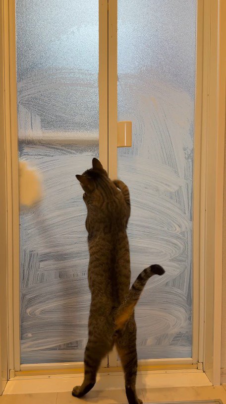 大きく手を左右に振りながら掃除をする飼い主