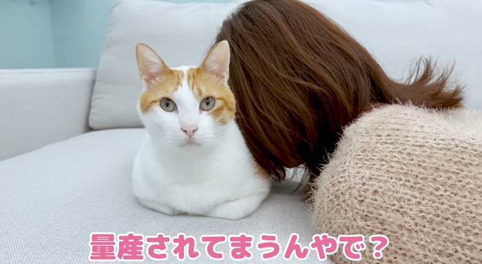 猫吸いされる猫