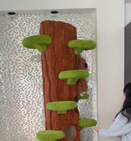 キャットタワーから落ちる猫