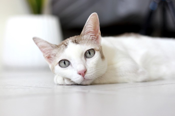 床で寝そべる白い猫