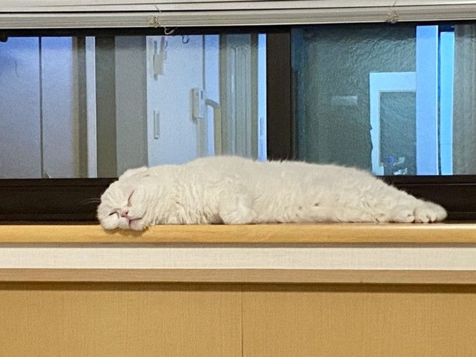 体を直線にして眠る猫